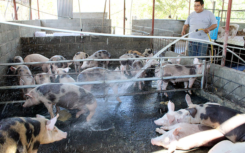 Aumenta en producción de carne porcina en Nicaragua