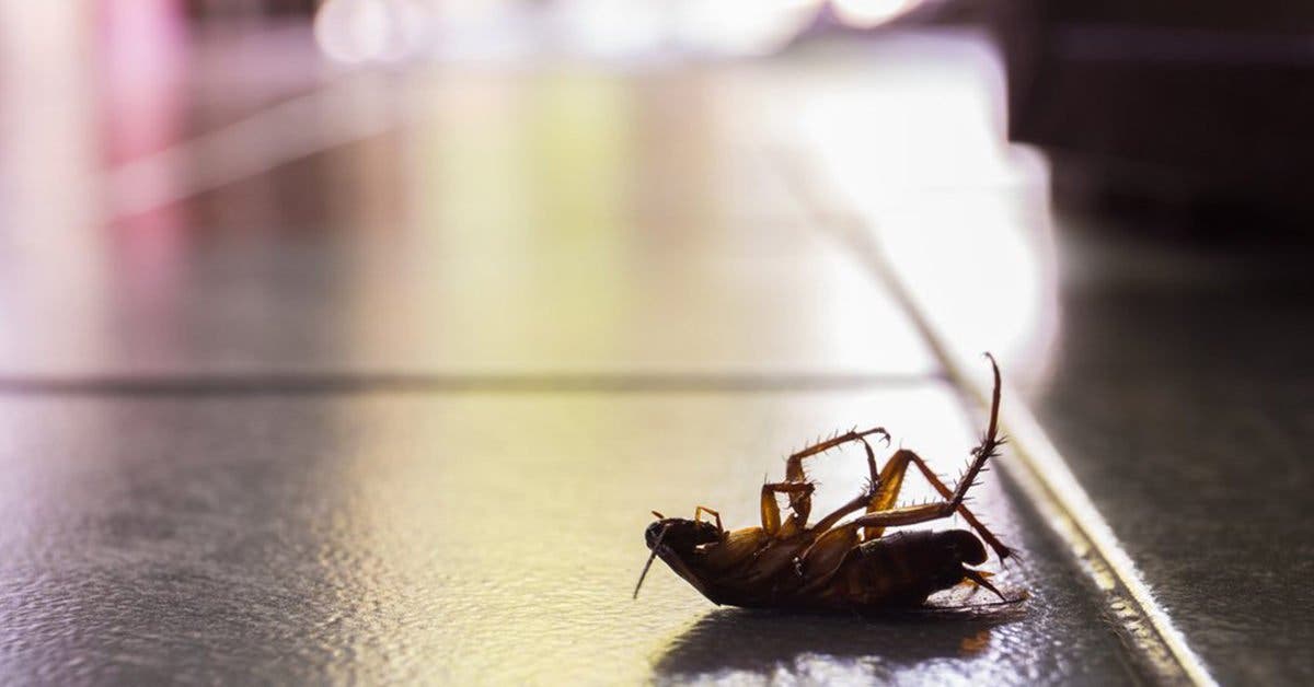 ¿Cómo las Cucaracha Alemanas llegaron a dominar el mundo?