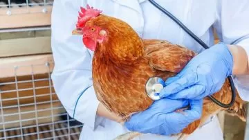 OMS Insta al mundo a intensificar la vigilancia de la Gripe Aviar