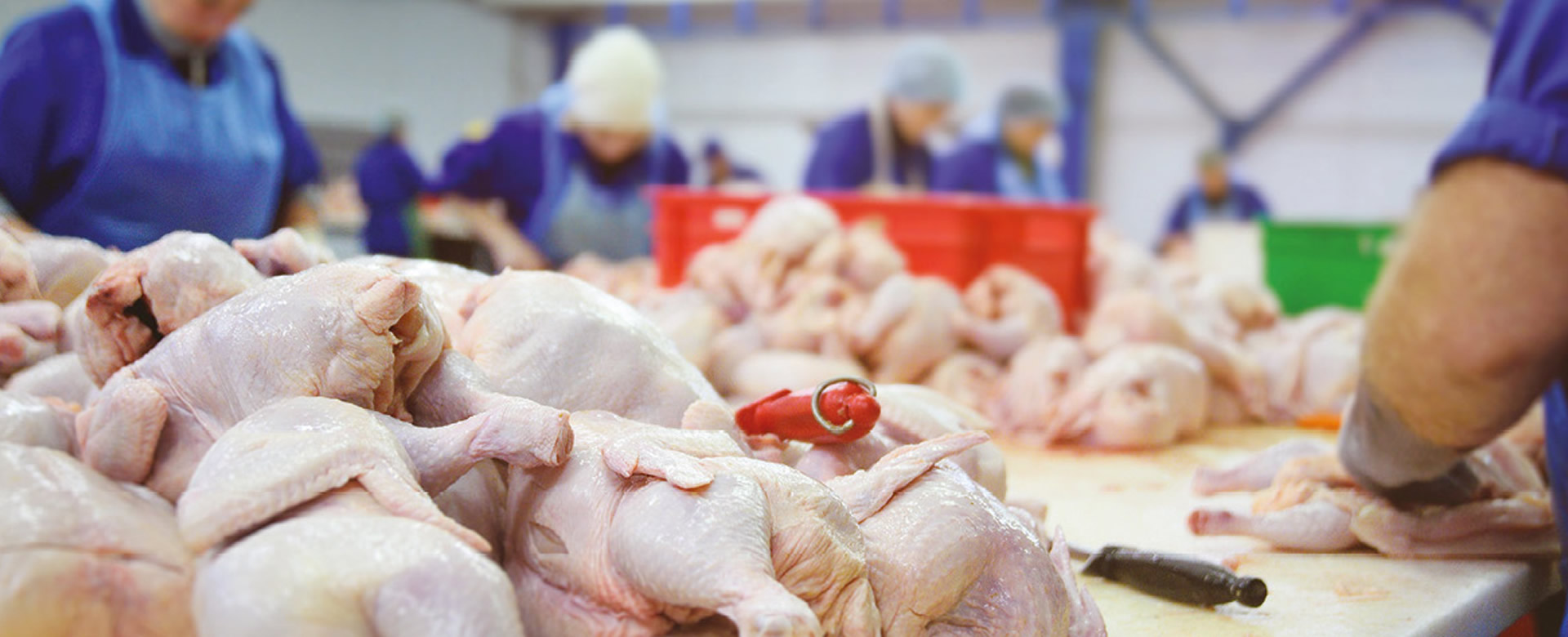 Aumentan la producción de carne de pollo en Nicaragua