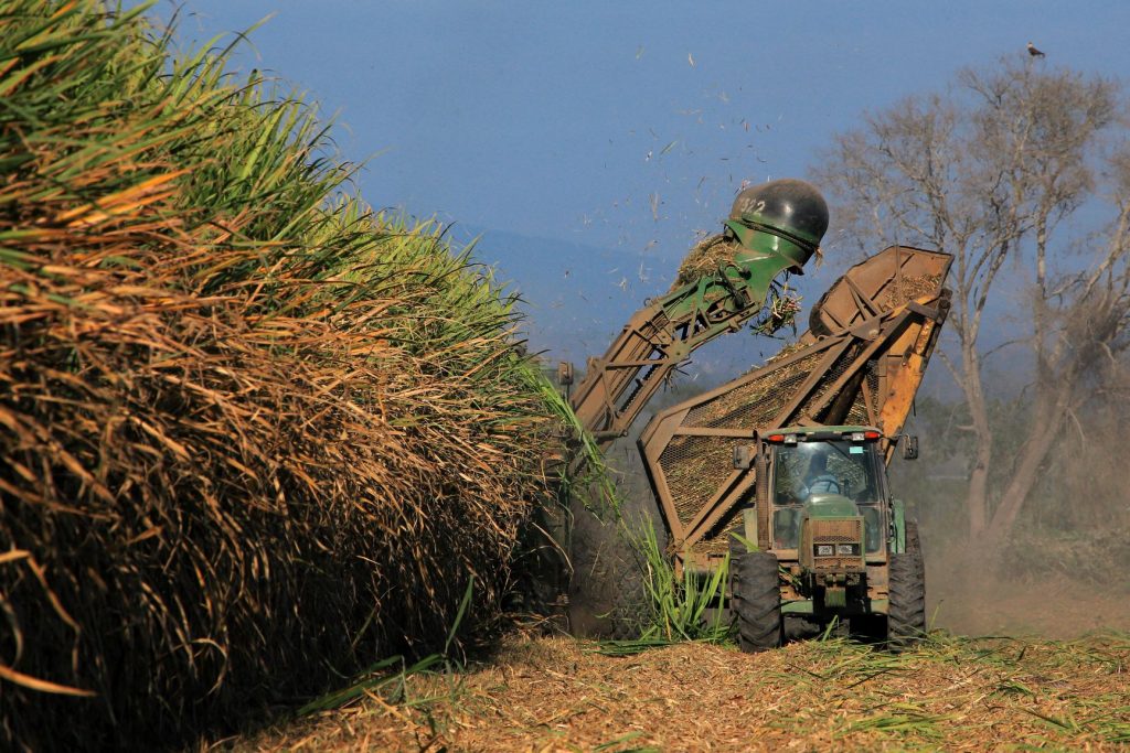 Incremento Significativo en la Producción de Azúcar Impulsa la Economía Nacional