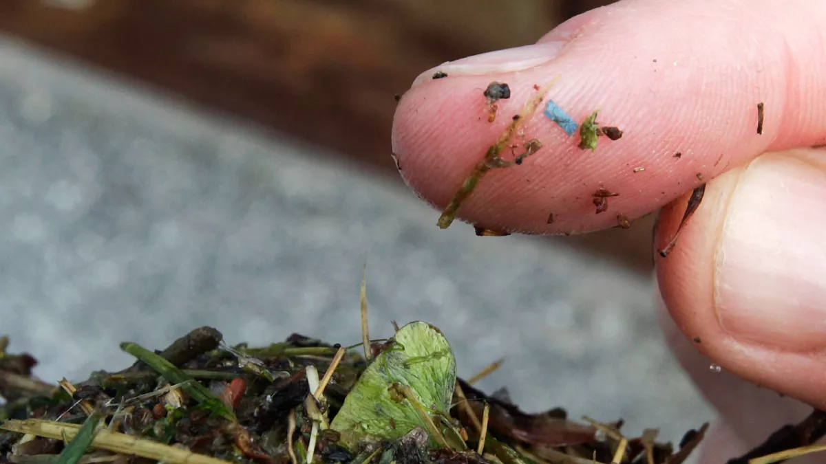 Alertan sobre el aumento de microplásticos en órganos humanos