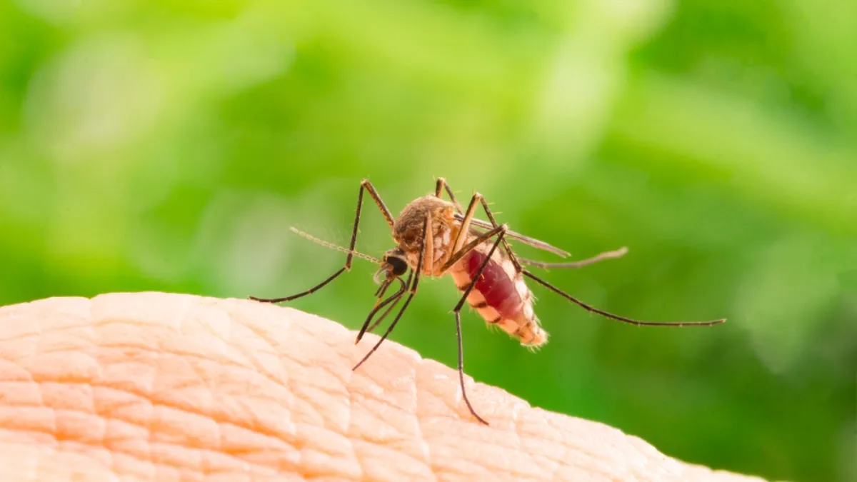 Hombre contrae tres virus por una sola picadura de mosquito