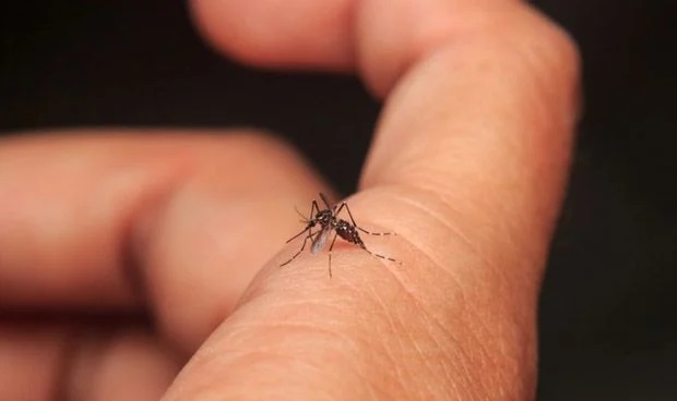 Virus transmitido por mosquitos cobra la vida de una persona en Nueva York