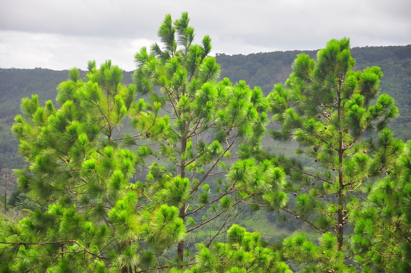 Más de 17,000 hectáreas de bosques regeneradas en Nicaragua