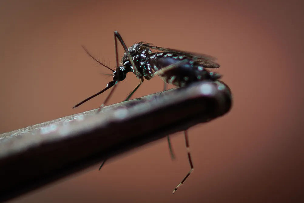 Dengue e inundaciones golpean a Brasil en 2025