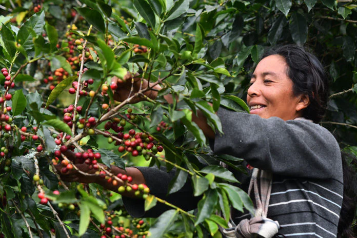 Café de Nicaragua conquista a más de 55 países y crece su demanda en Asia